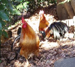 さわやかメール お散歩の途中で 第１２６回神社シリーズ 谷保天満宮 の鶏